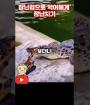 포크레인 장난감으로 악어에게 장난치기