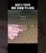 밟히기 직전의 매미 유충을 만났다